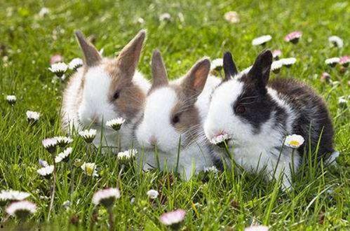 幸福的兔子